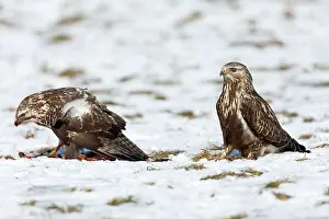 Buzzards: Rough-legged Buzzard