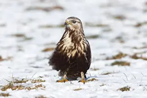 Buzzards: Rough-legged Buzzard