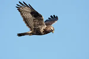 Buteo: Rough-legged Buzzard (Buteo lagopus) hunting for prey
