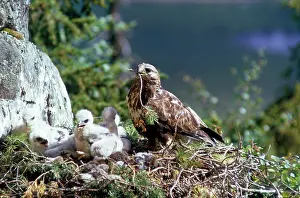 Monica Goth: Rough Legged Buzzard - on nest ledge with young