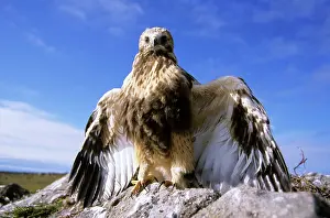 Stance: Rough-legged Buzzard - young at the nest threatening