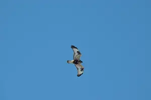 Predacious: Rough-legged Hawk