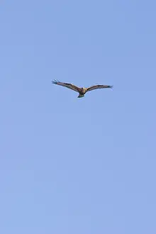 Predacious: Rough-legged Hawk