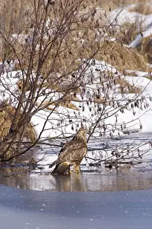 Predacious: Rough-legged Hawk