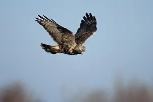 Oostvaardersplassen: Rough-legged Hawk