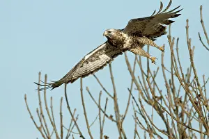 Metal: Rough-legged Hawk