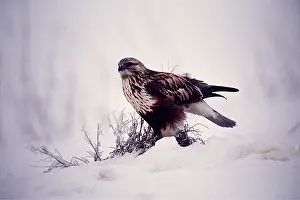 Hawks: ROUGH-LEGGED HAWK / BUZZARD - in snow, on ground