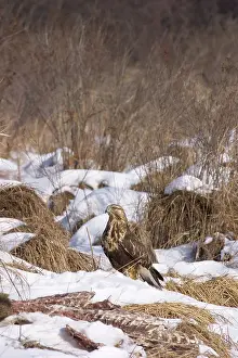 Scavenges: Rough-legged Hawk on Deer Carcass