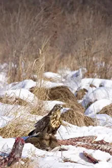Scavenges: Rough-legged Hawk on Deer Carcass