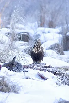 Scavenges: Rough-legged Hawk on Deer Carcass