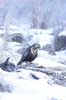 Scavenges: Rough-legged Hawk on Deer Carcass