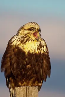 Screech: Rough legged hawk on fencepost in winter