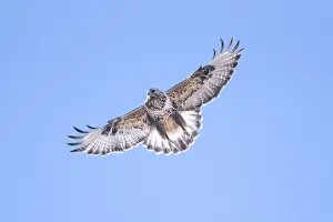 Buteo: Rough-legged Hawk in flight