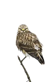 150617: Rough-legged Hawk Perched on dead branch