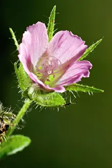 Malvaceae: Rough Mallow