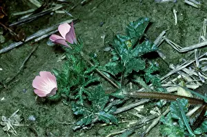 Mallow: ROUGH MALLOW