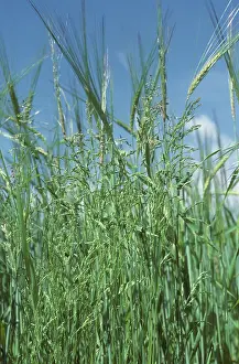 Bluegrass: Rough meadow-grass in barley