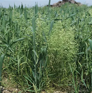 Poaceae: Rough Meadow-grass flowering in Wheat crop