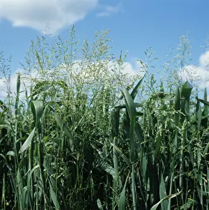 Rough: Rough Meadow-grass (Poa trivialis) in Wheat