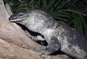 Reptilian: Rough-Necked Monitor