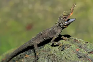 Ceylon: Rough nose horned lizard