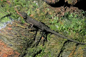 Ceylon: Rough nose horned lizard