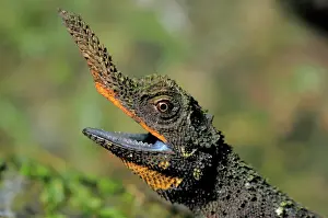 Ceylon: Rough nose horned lizard
