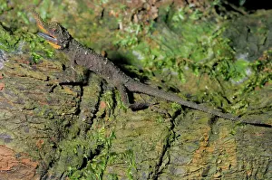 Ceylon: Rough nose horned lizard