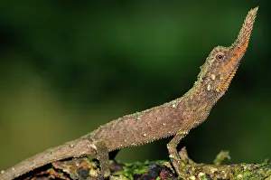 Ceylon: Rough nose horned lizard