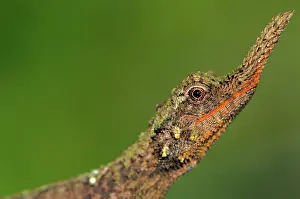 Ceylon: Rough nose horned lizard