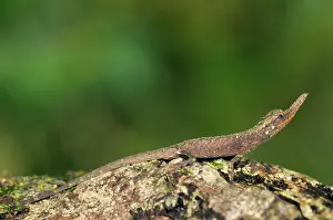Ceylon: Rough nose horned lizard