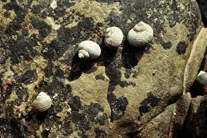 Periwinkle: Rough Periwinkles