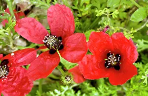 Archaeophyte: Rough Poppy - flower and fruit