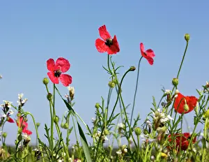Hybridum: Rough Poppy Papaver hybridum, flowers and fruit