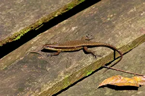 Skinks: Rough-scaled Brown Skink basking on planks of a
