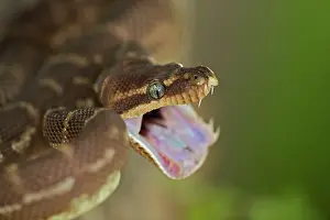 Carinata: Rough-scaled Python - defensive posture
