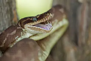Carinata: Rough-scaled Python - defensive posture