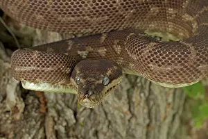 Carinata: Rough-scaled Python - defensive posture