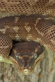 Carinata: Rough-scaled Python - defensive posture