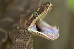 Carinata: Rough-scaled Python - defensive posture