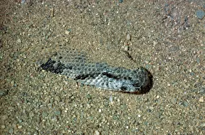 Eryx: Rough-scaled Sand Boa
