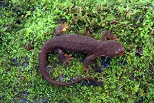 Skinned: ROUGH-SKINNED NEWT