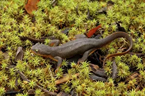 Skinned: Rough-skinned Newt