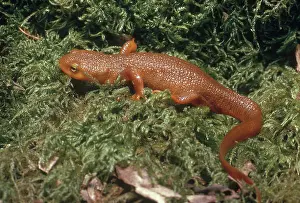 Skinned: Rough-skinned Newt