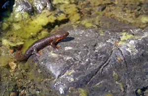 Leaving: Rough-skinned Newt
