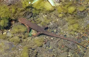 Skinned: Rough-skinned Newt