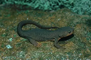 Skinned: Rough-skinned Newt