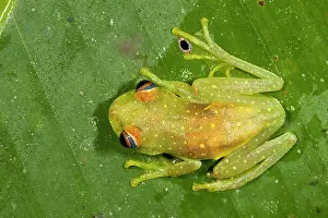Skinned: Rough-skinned Treefrog (Hypsiboas cinerascens)