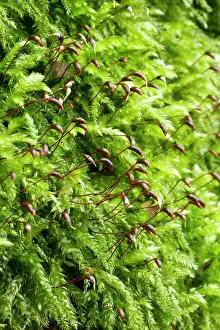 Stalked: Rough-stalked Feather-moss - Brachythecium rutabulum