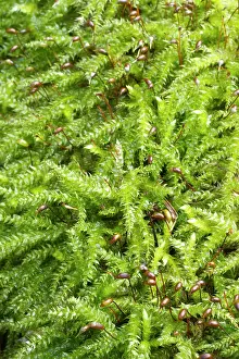 Stalked: Rough-stalked Feather-moss - Brachythecium rutabulum